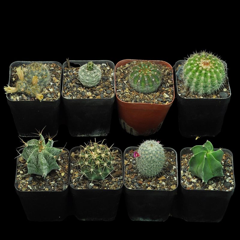 Budget Set 09