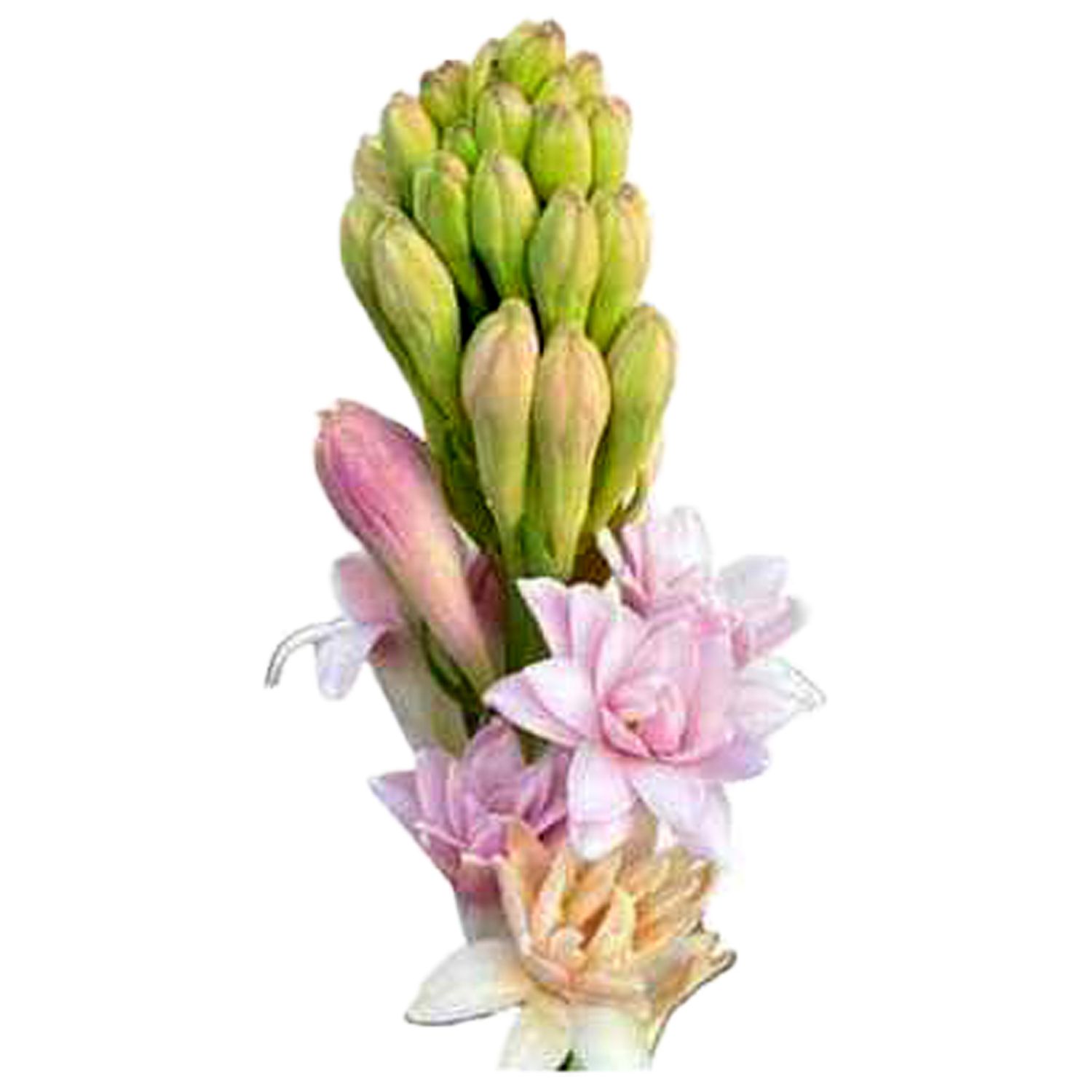 Tuberose Pink Parfait (Polianthes tuberosa)