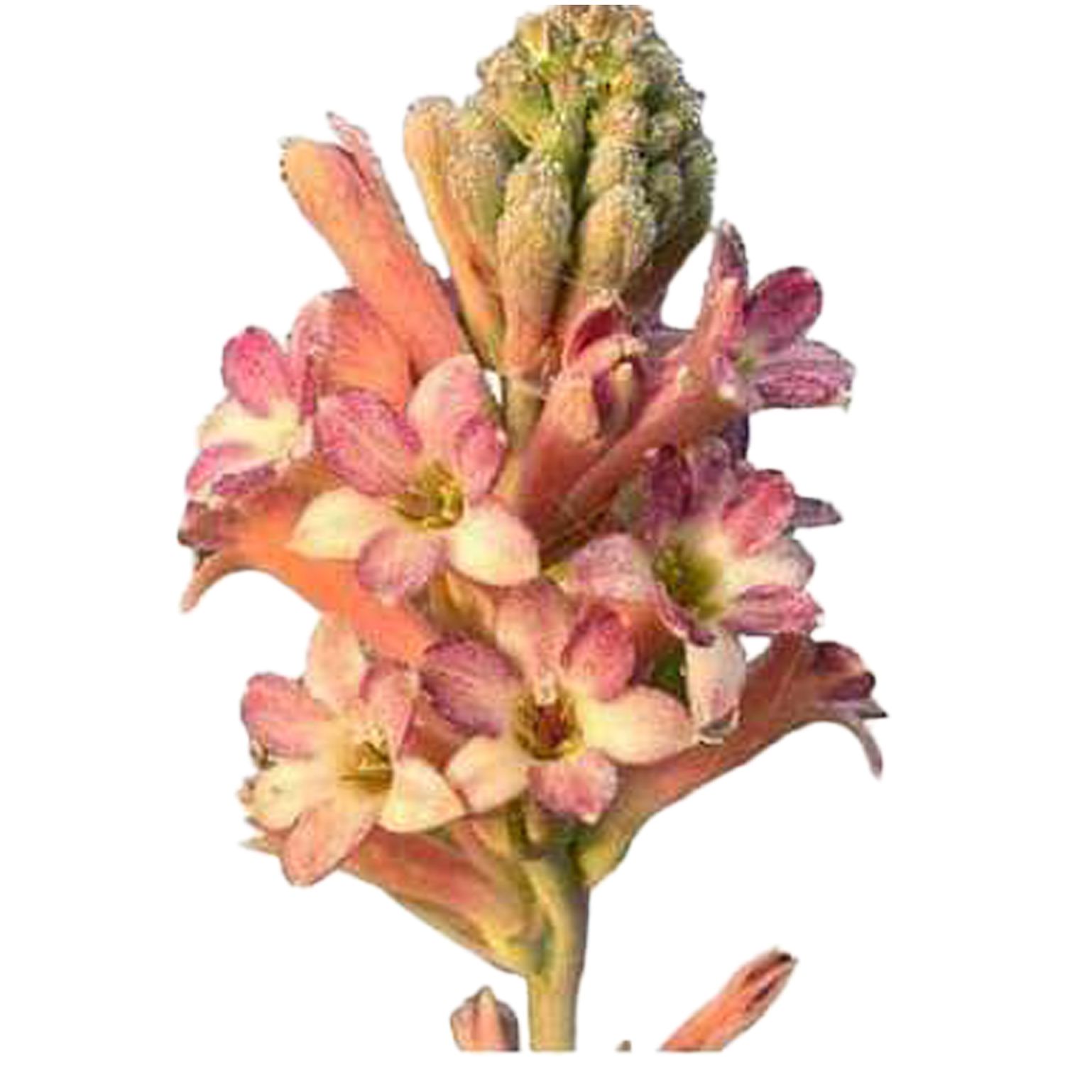Tuberose Cinderella (Polianthes tuberosa)