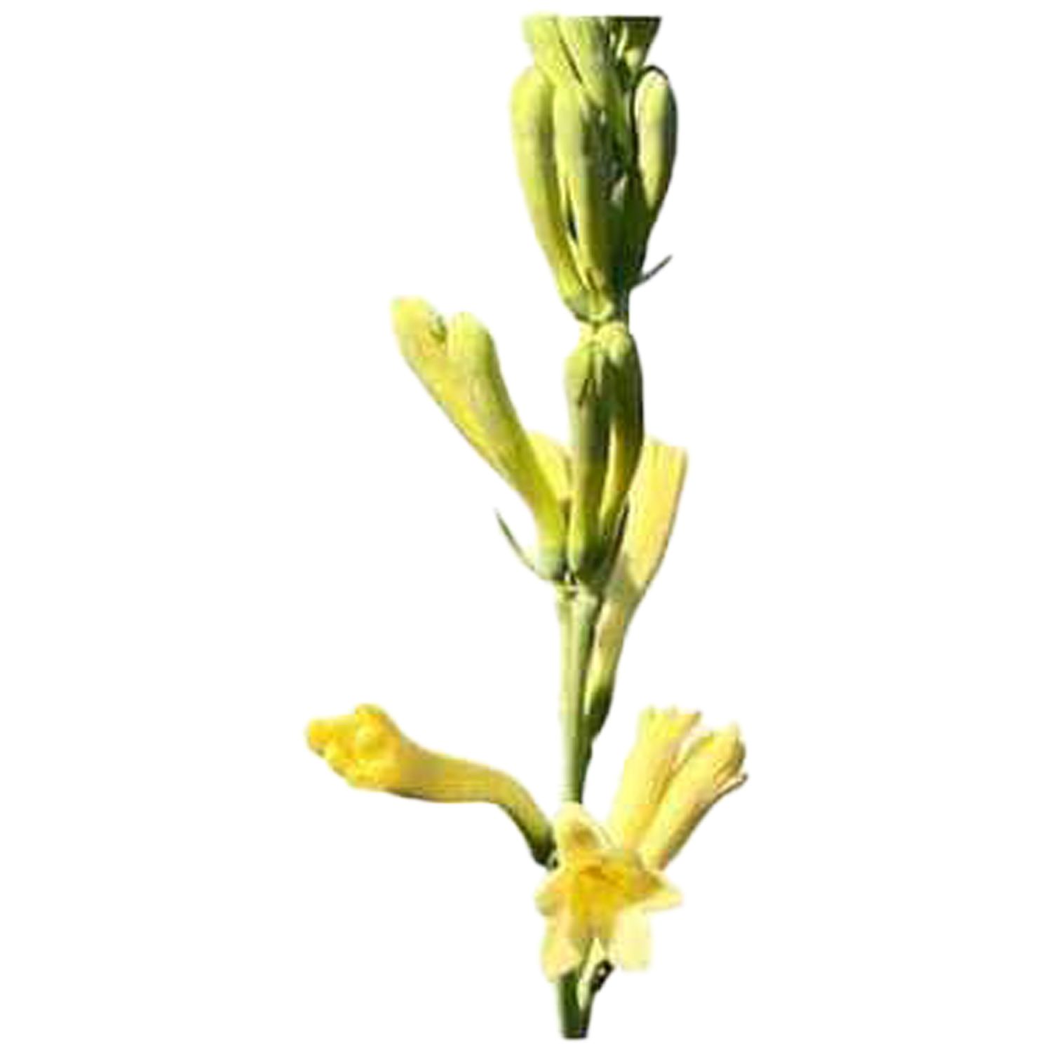 Tuberose Super Gold (Polianthes tuberosa)