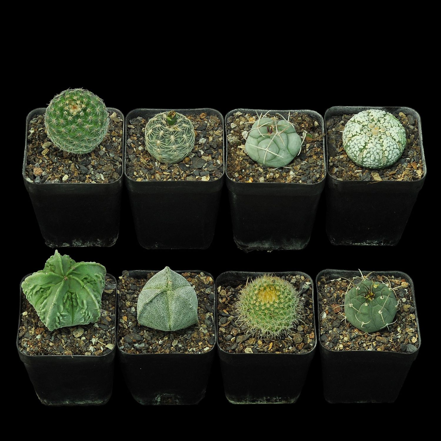 Budget Set 11 - Super Kabuto, Matucana & Gymnocalycium Bruchii