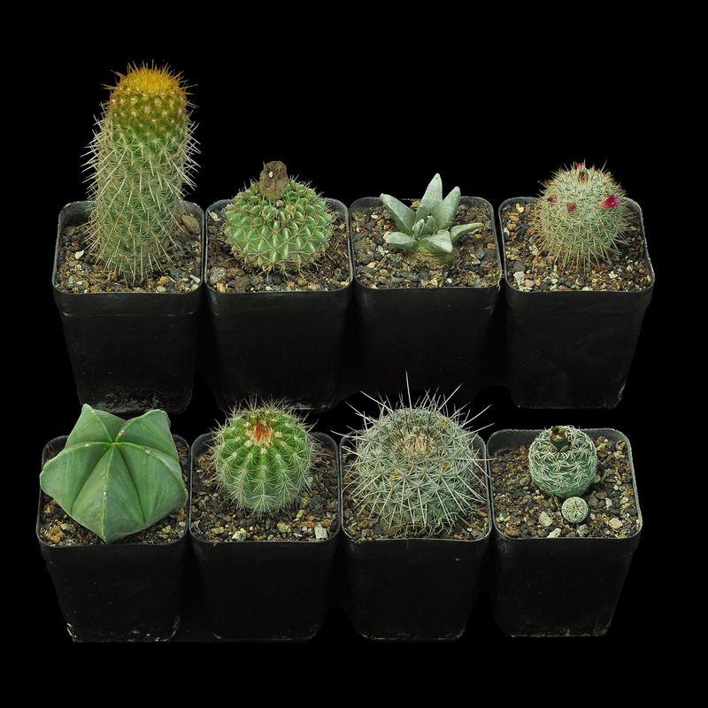 Budget Set 14