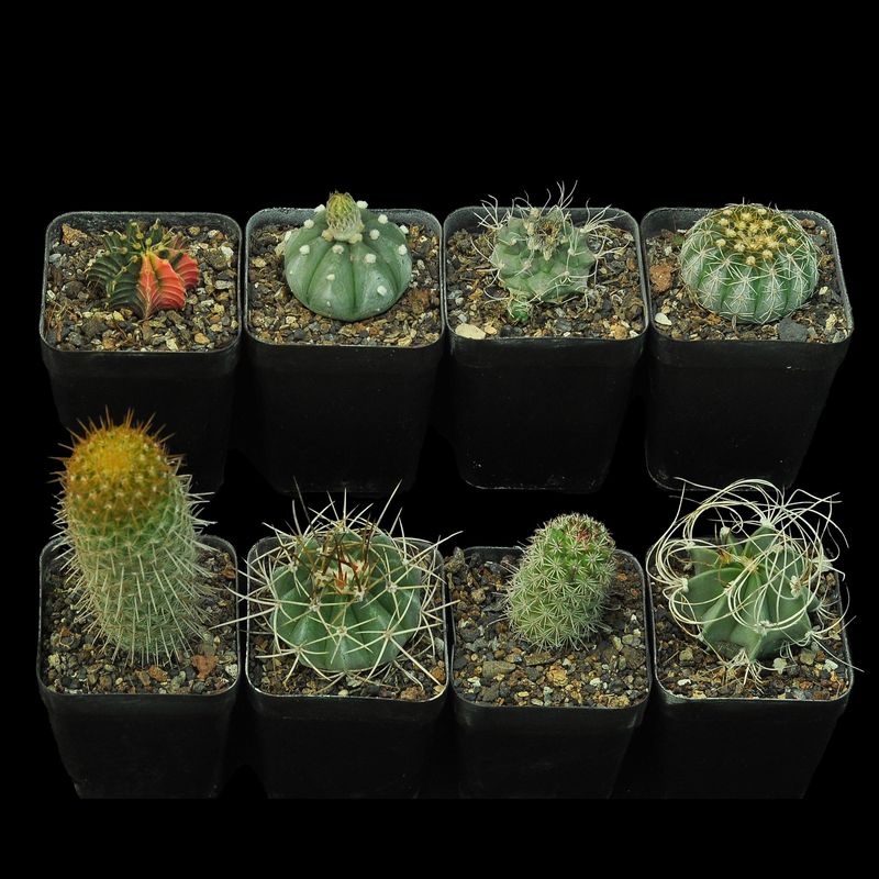 Budget Set 12