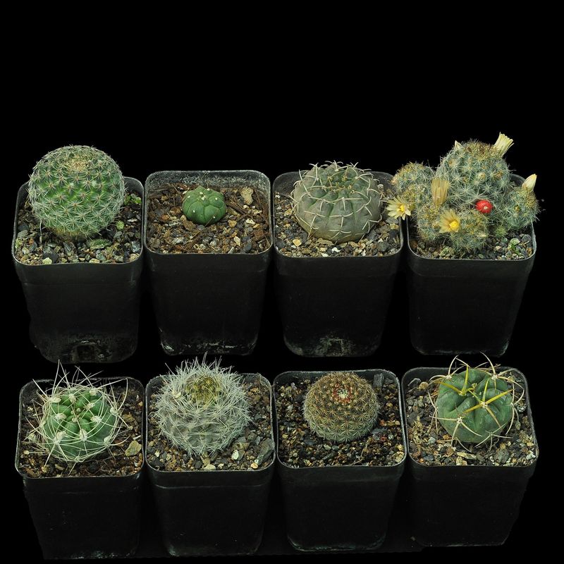 Budget Set 15