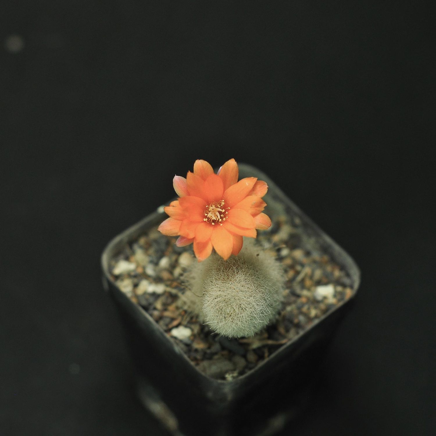Rebutia Albipilosa