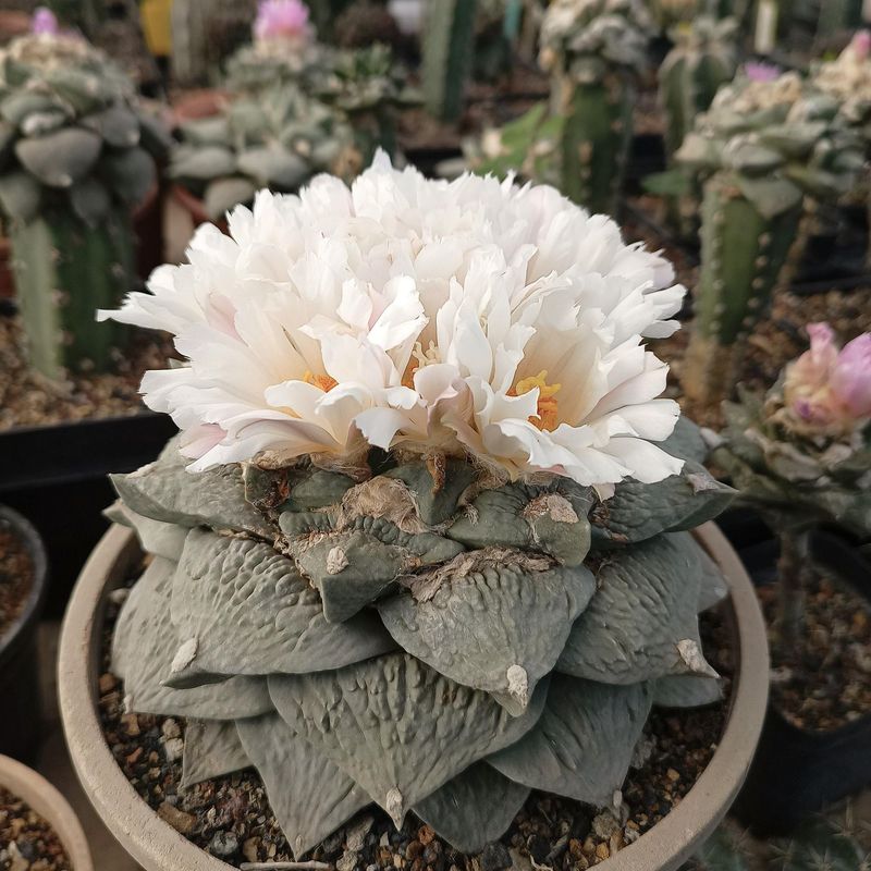 Ariocarpus cauliflower hybrid