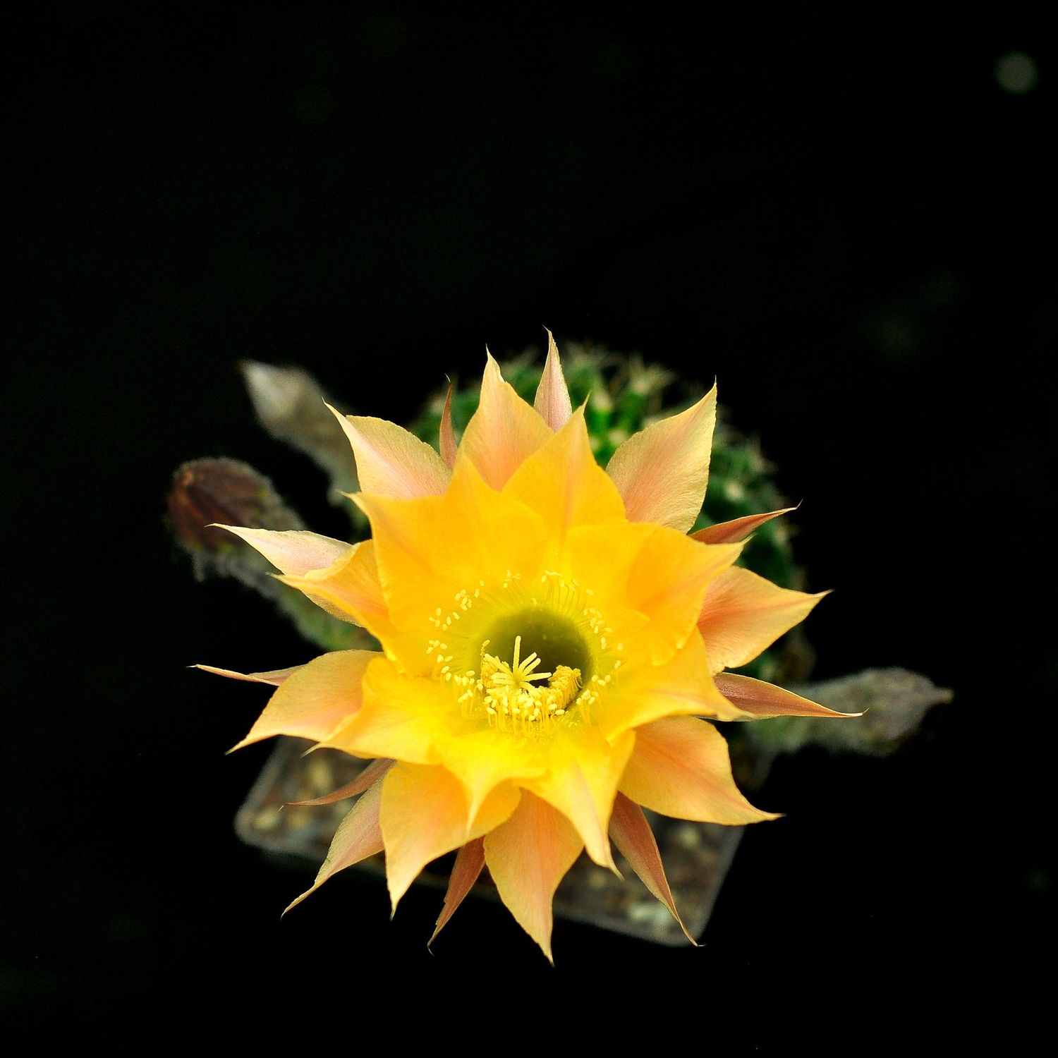 Echinopsis hybrid