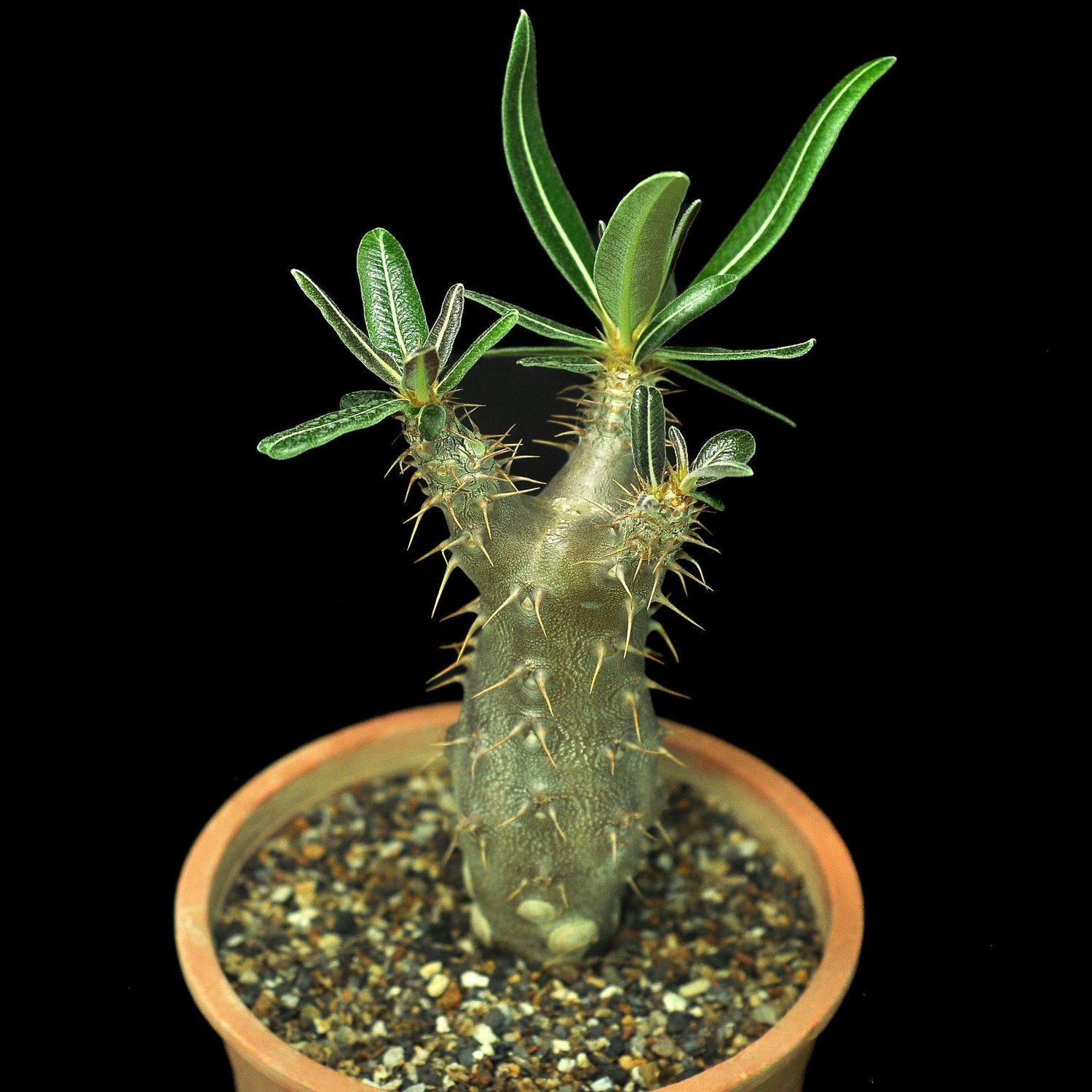 Pachypodium cactipes