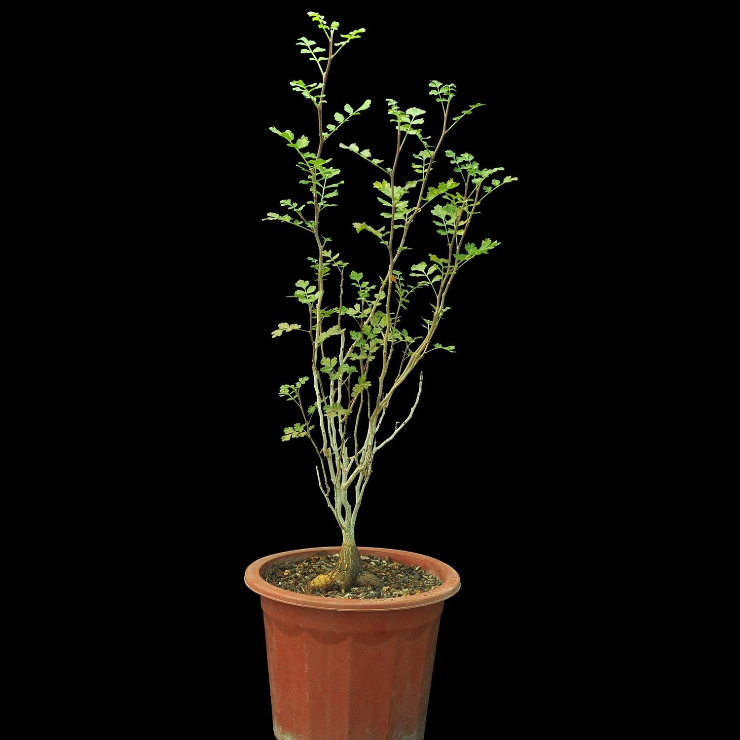 Pachycormus discolor
