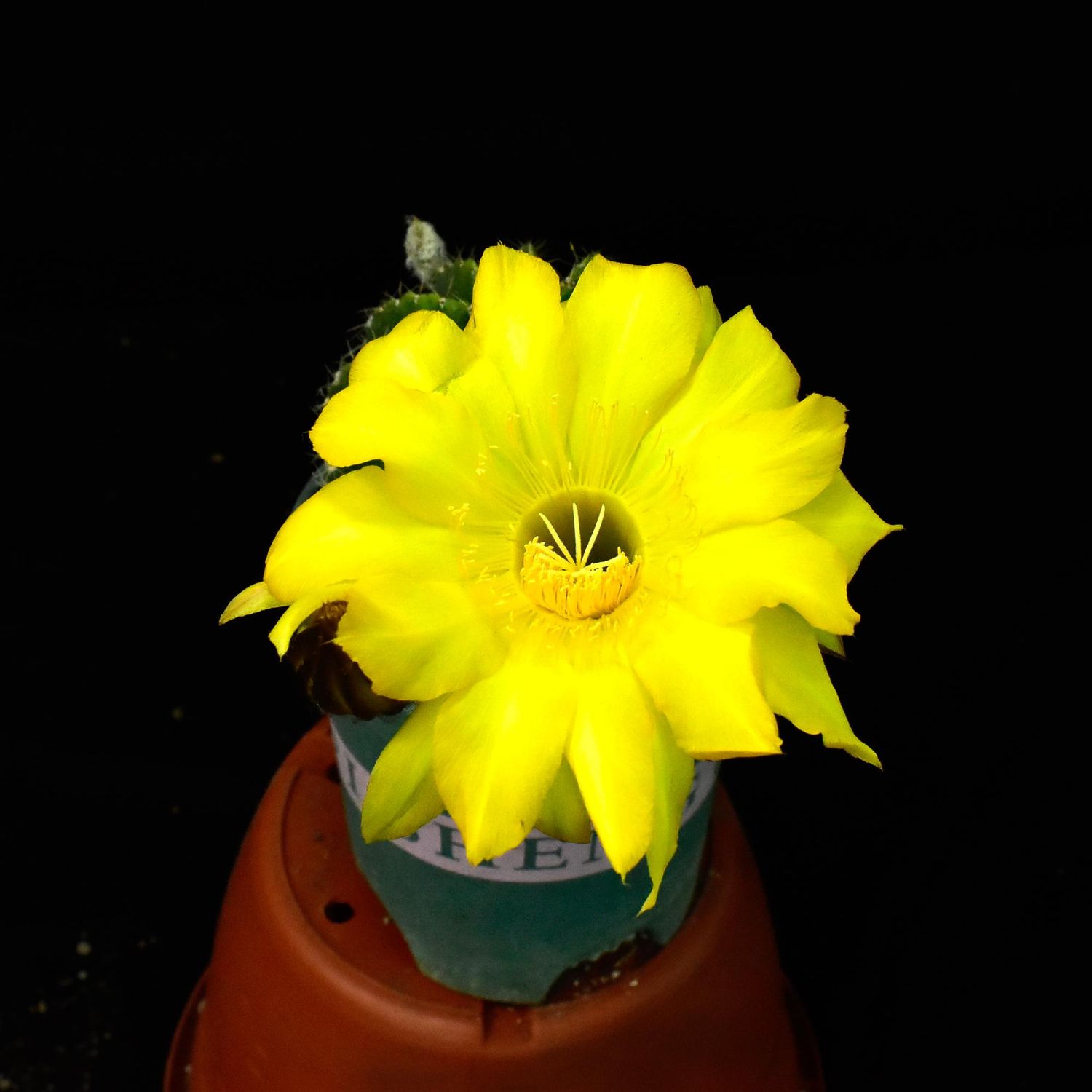 Echinopsis hybrid - Flower