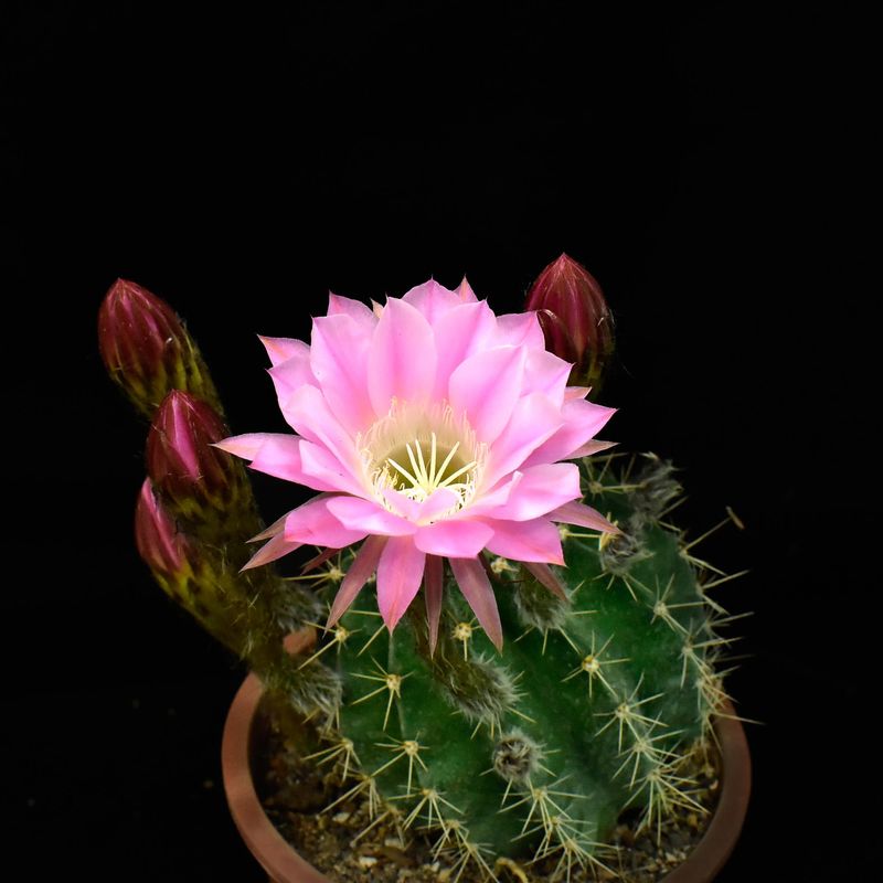 Echinopsis hybrid
