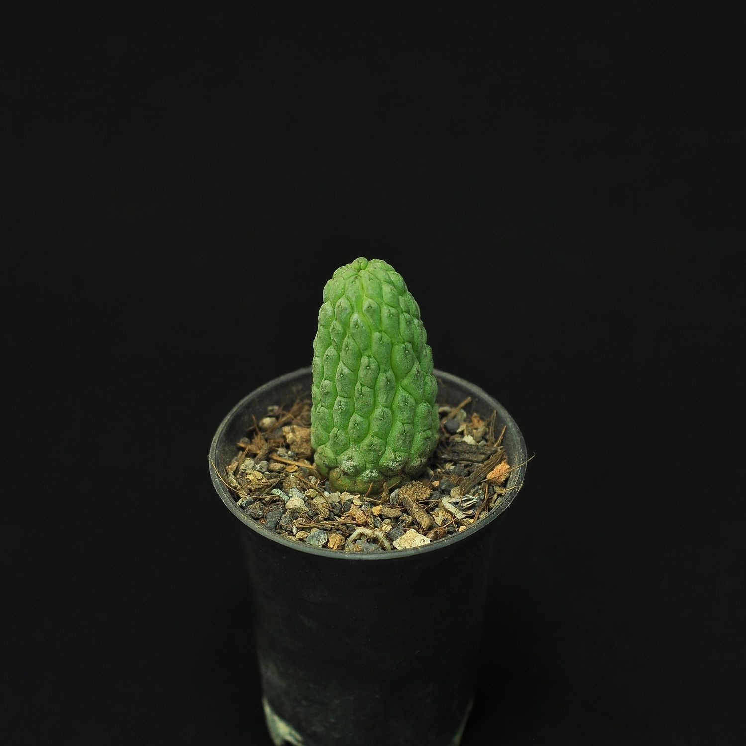 Larryleachia Cactiformis alias Trichocaulon Cactiformis