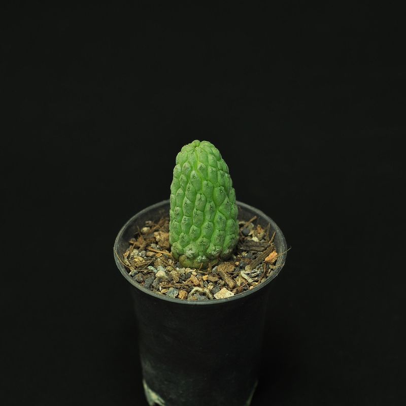Larryleachia Cactiformis alias Trichocaulon Cactiformis