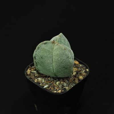 Astrophytum