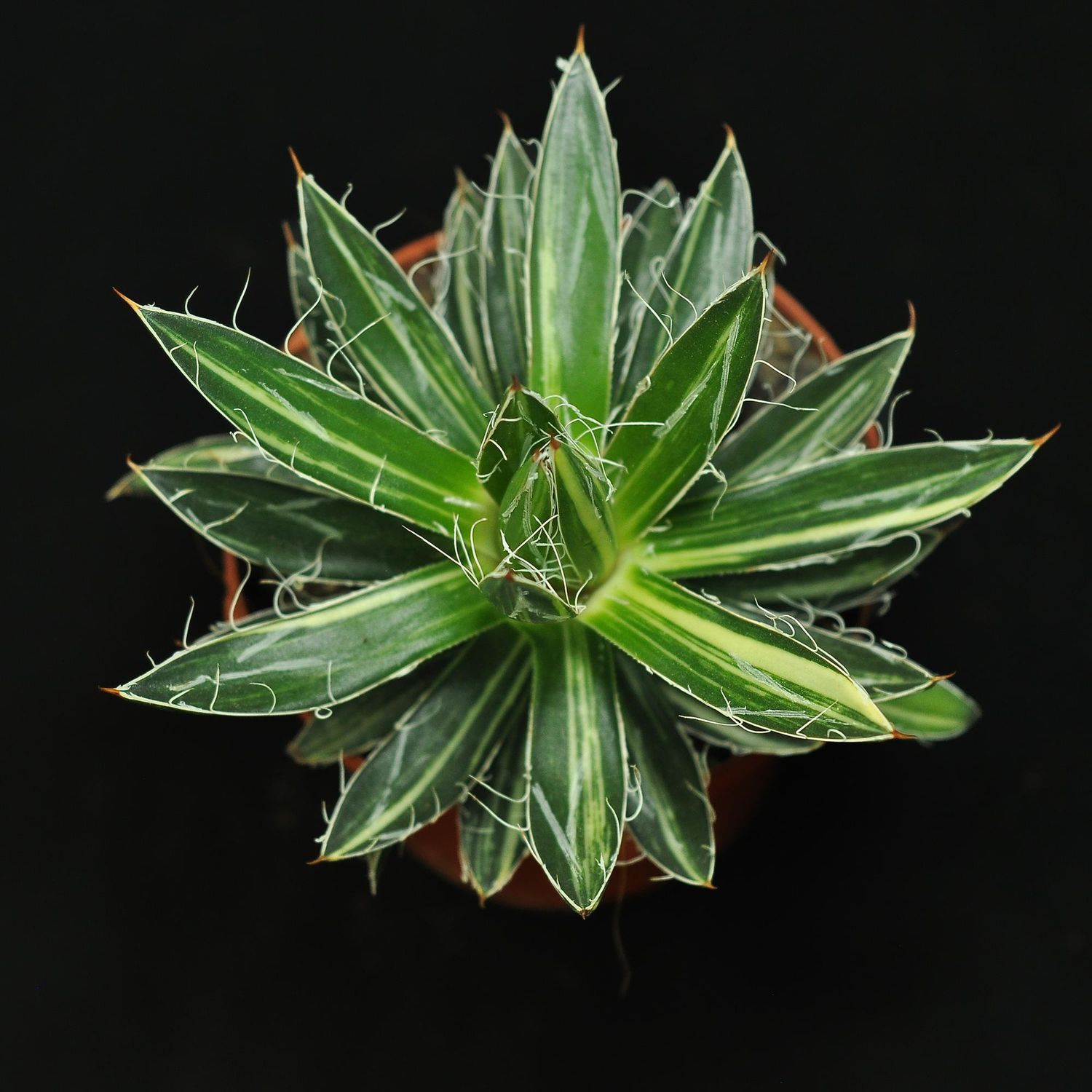 Agave filifera f. variegata