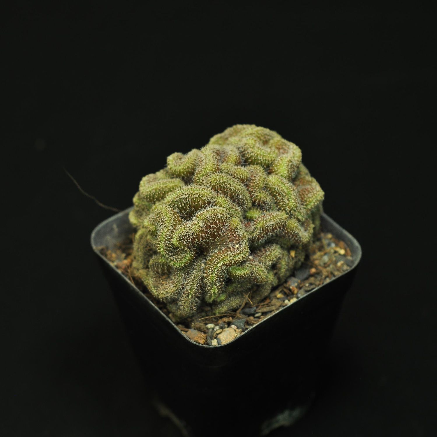 Mammillaria compressa cv. Yokan crest