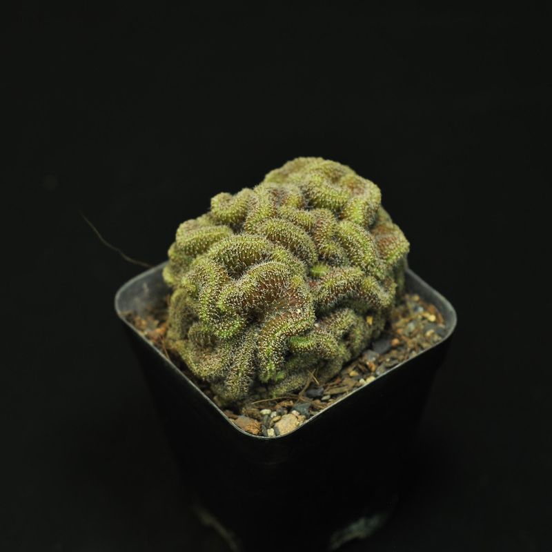 Mammillaria compressa cv. Yokan crest