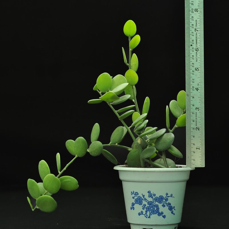 Xerosicyos Danguyi - Silver Dollar Plant