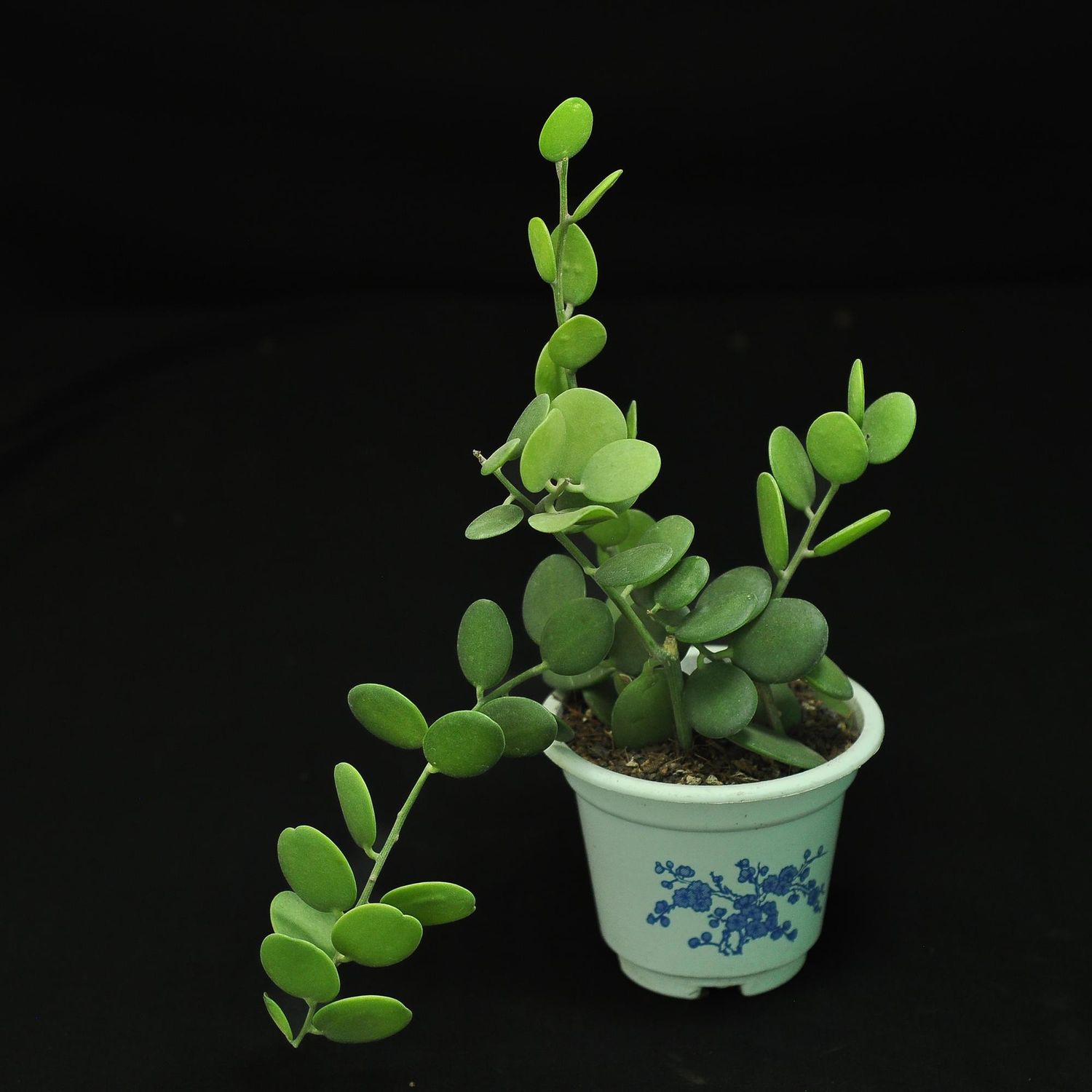 Xerosicyos Danguyi  - Silver Dollar Plant