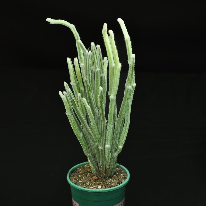 Seyrigia humbertii 