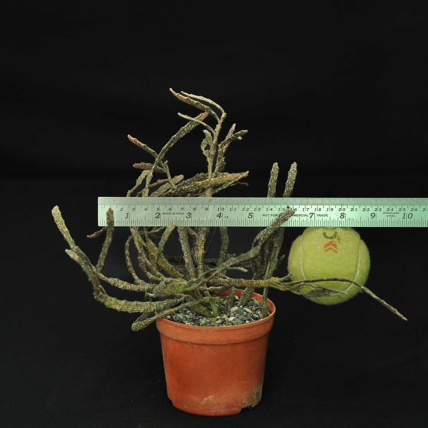 Euphorbia Platyclada (Rooted)