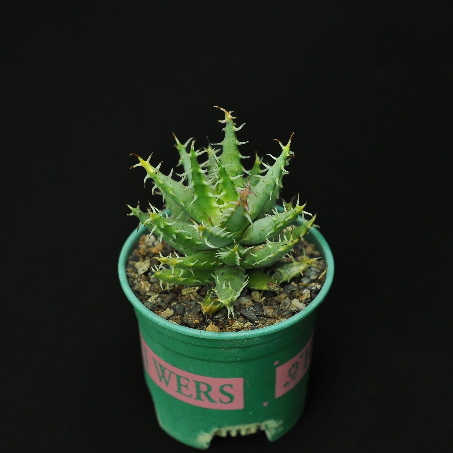 Aloe melanacantha var. erinacea