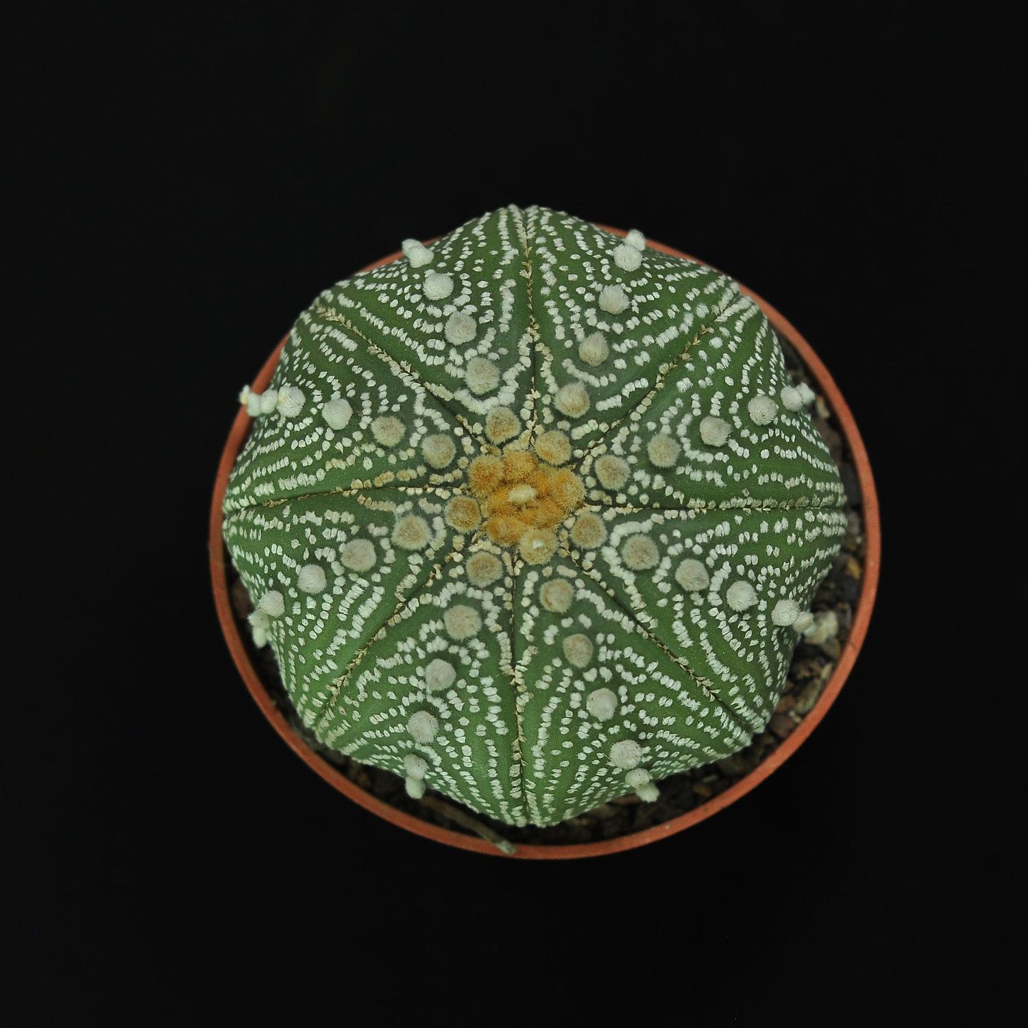 Astrophytum asterias OOIBO KABUTO DOTTED