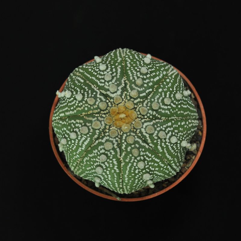 Astrophytum asterias OOIBO KABUTO DOTTED Astrophytum asterias OOIBO KABUTO DOTTED