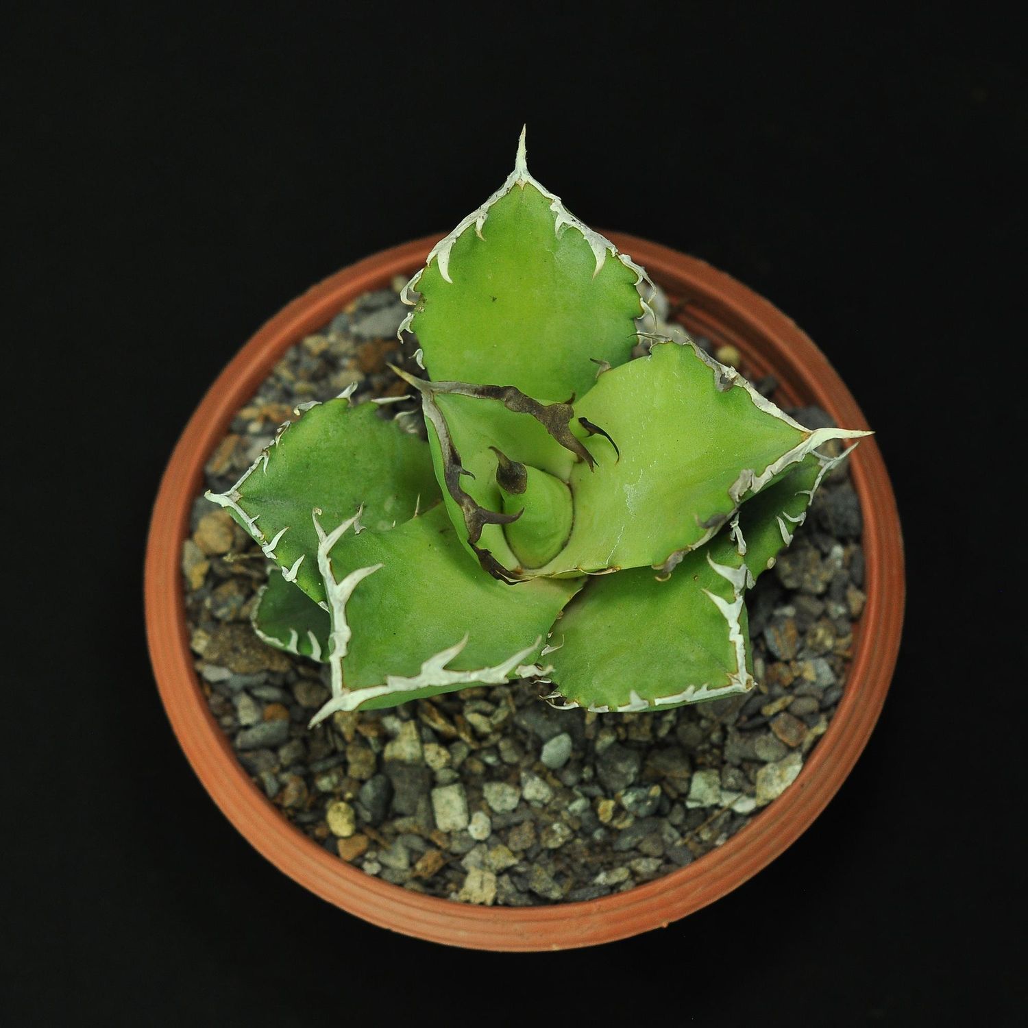 Agave titanota cv. Crab