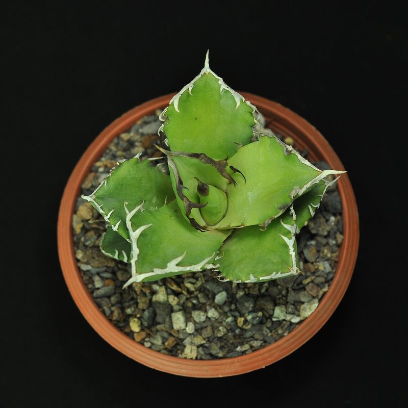Agave titanota cv. Crab