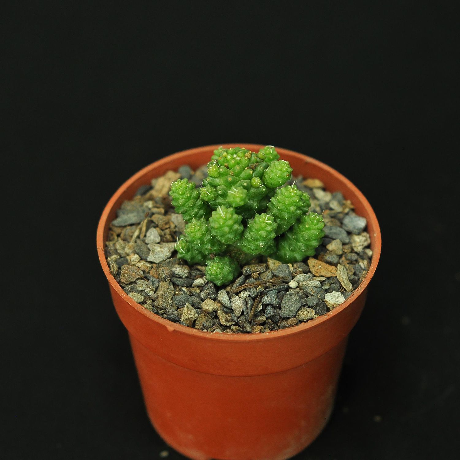 Mammillaria Gracilis Fragilis Monstrose Inermis