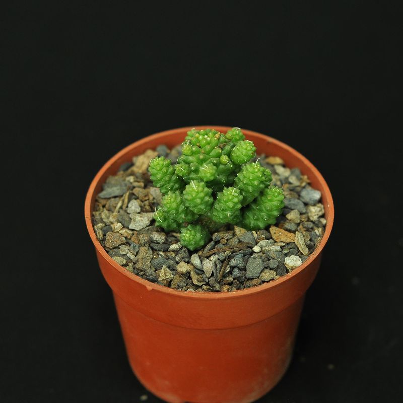 Mammillaria Gracilis Fragilis Monstrose Inermis