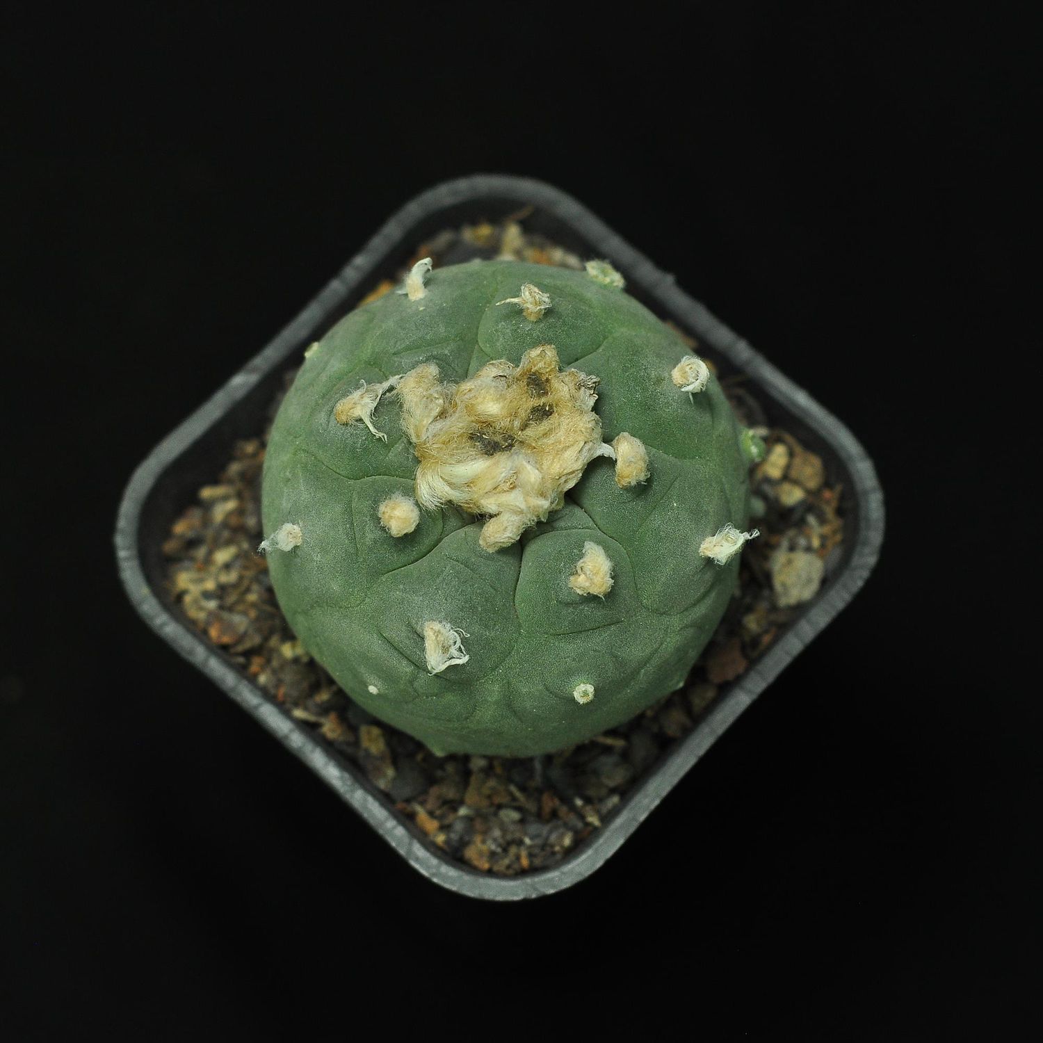 Lophophora Diffusa Var. Koehresii