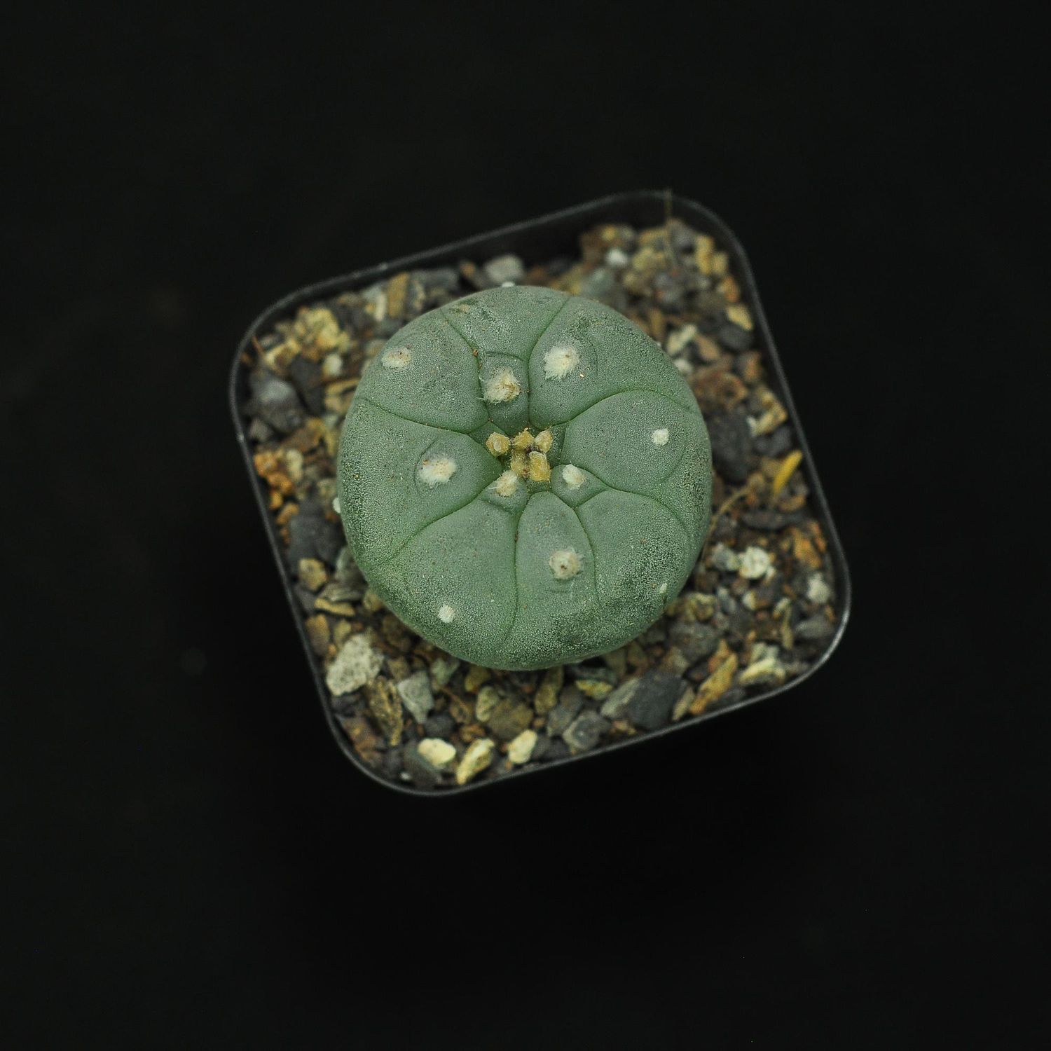 Lophophora Williamsii Var. Fricii