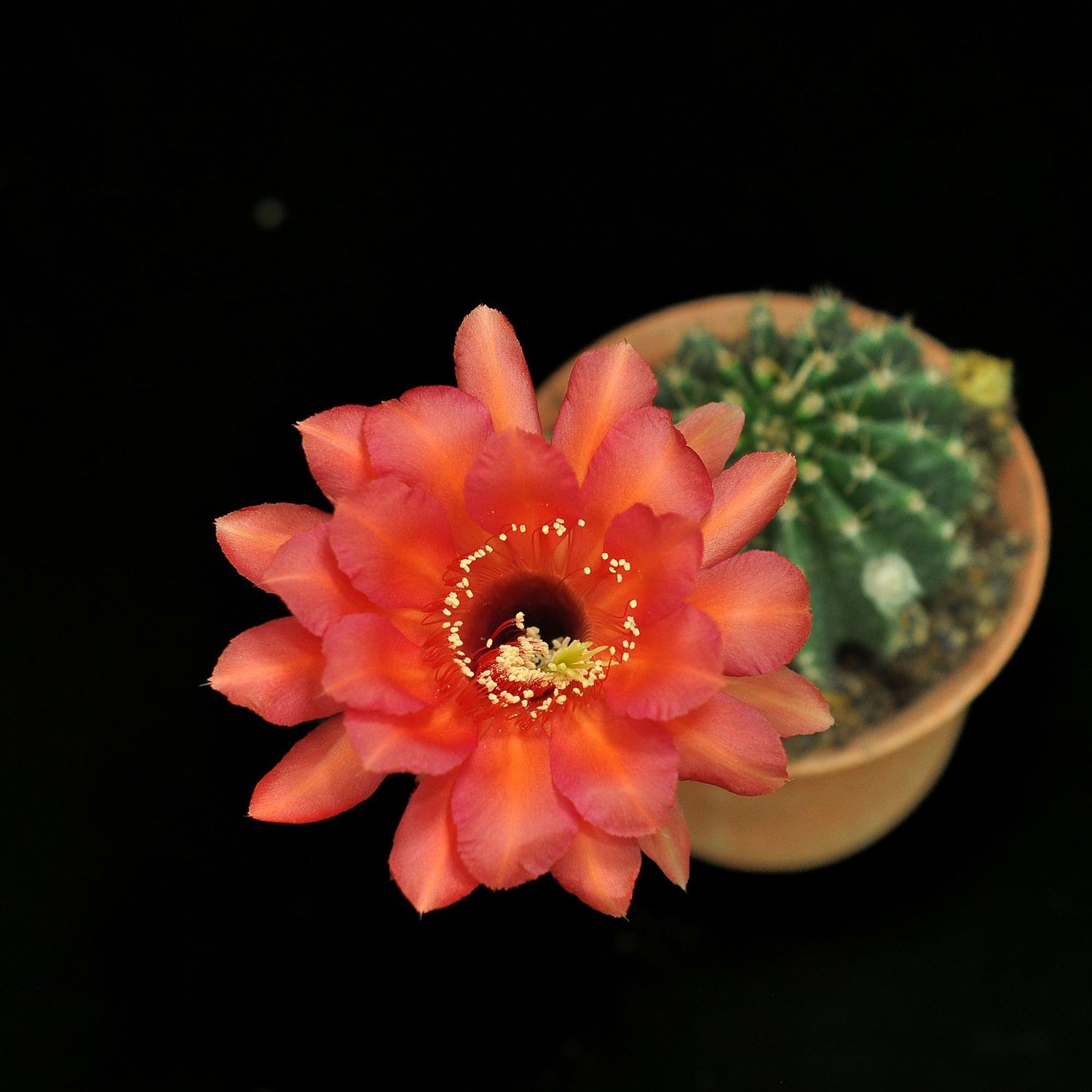 Echinopsis hybrid Echinopsis hybrid
