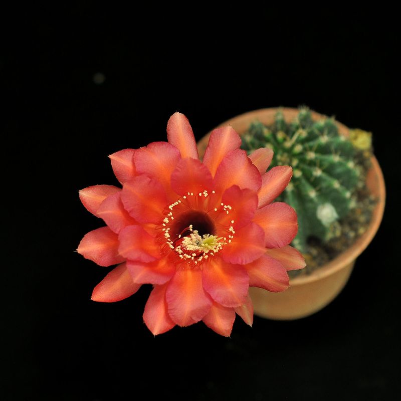Echinopsis hybrid