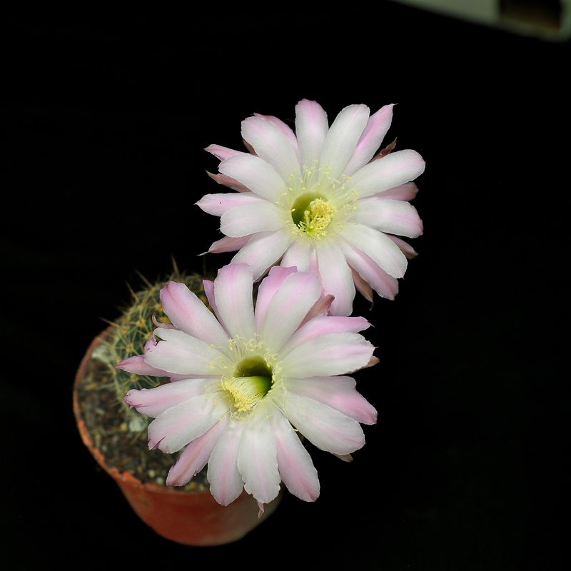 Echinopsis hybrid