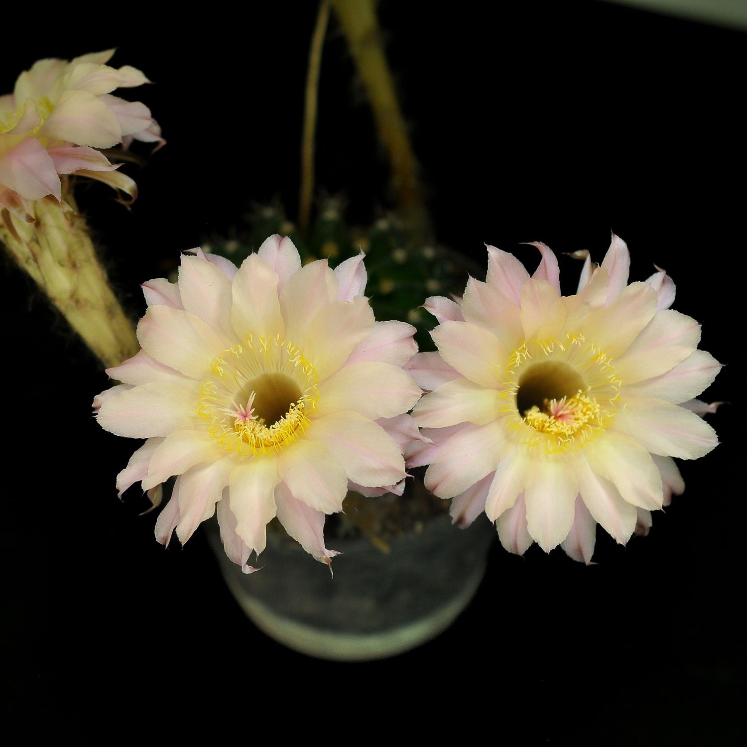 Echinopsis hybrid Echinopsis hybrid