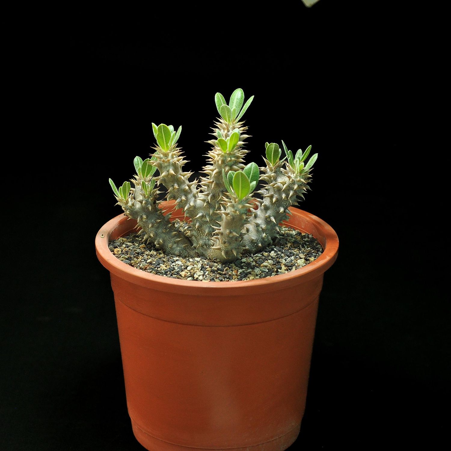 Pachypodium densiflorum
