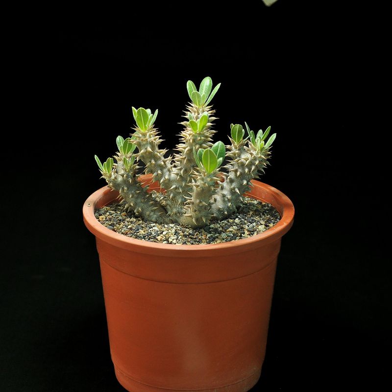 Pachypodium densiflorum