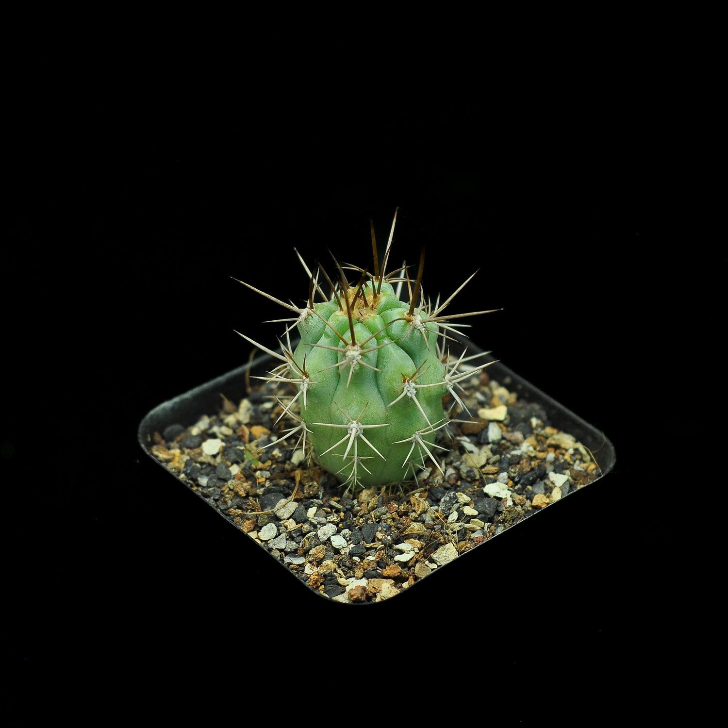 Azureocereus viridis- Top View