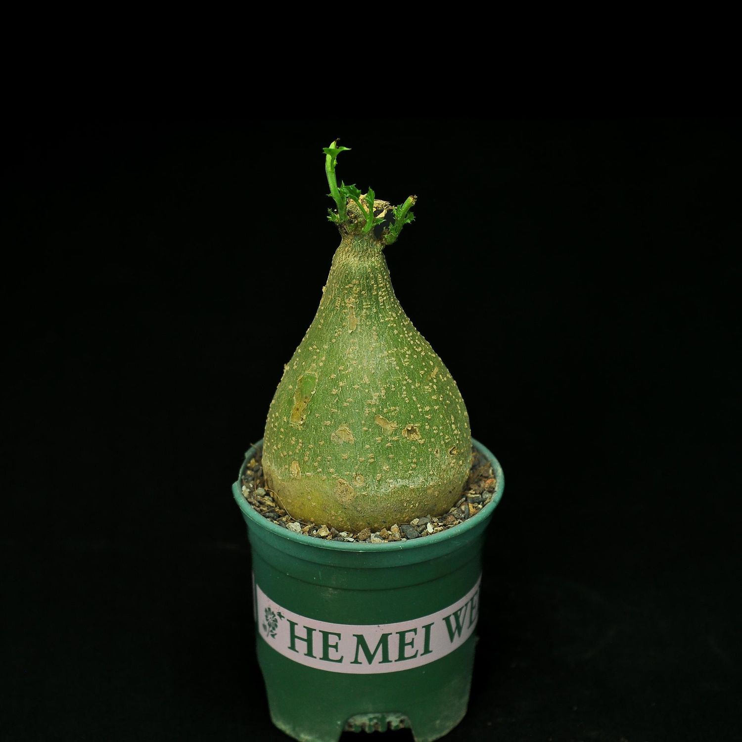 Gerrardanthus macrorrhizus