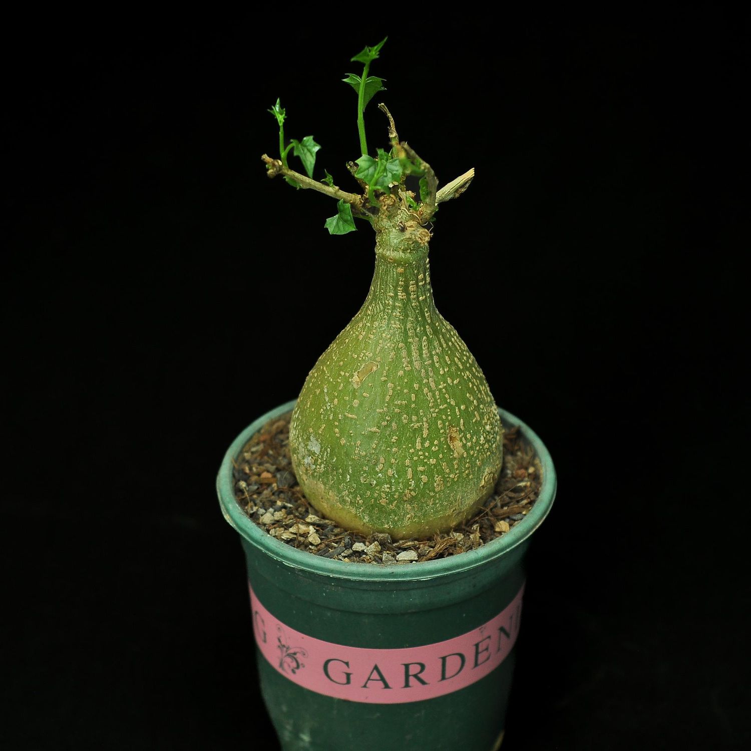 Gerrardanthus macrorrhizus