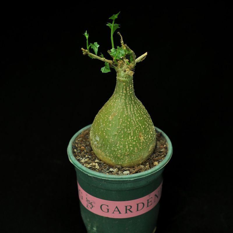 Gerrardanthus macrorrhizus
