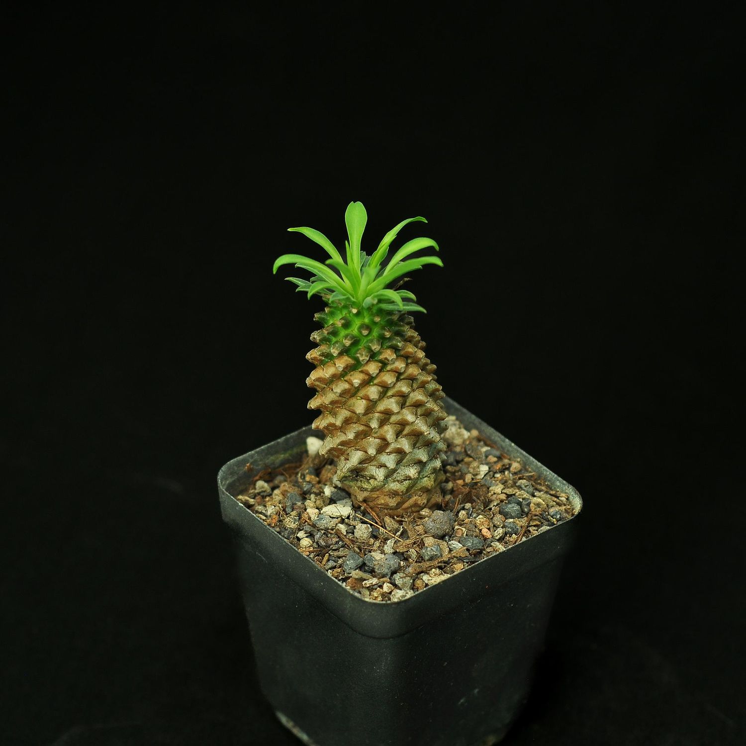 Euphorbia sotetsu kirin