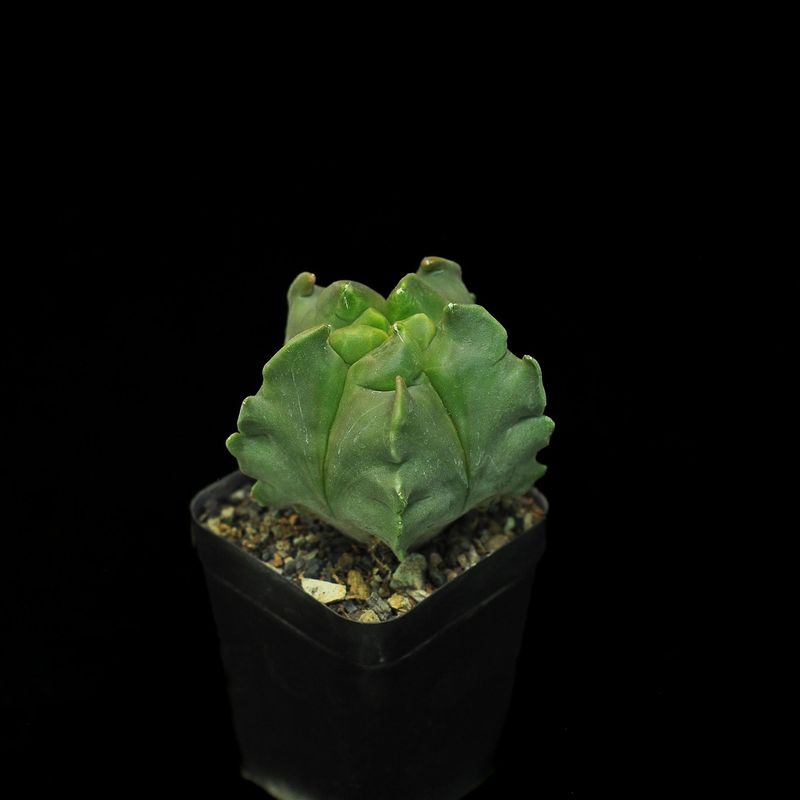 Astrophytum myriostigma NUDUM  cv KIKKO