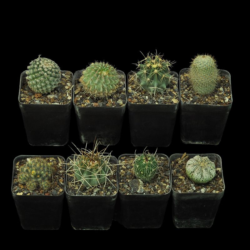 Budget Set 17