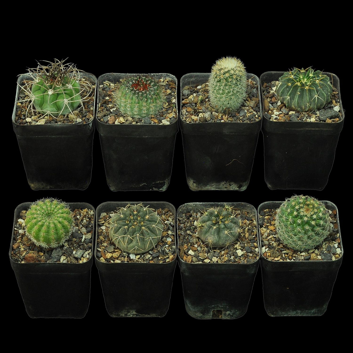 Budget Set 18 - Colourful Spined Cactus Assortment