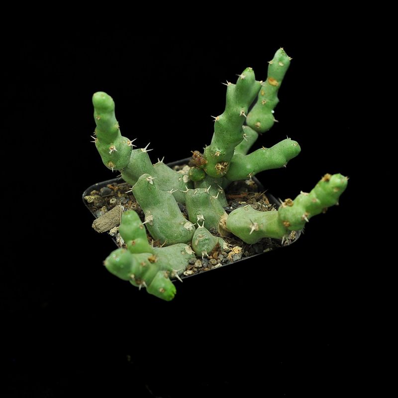 Euphorbia clivicola . Rooted Euphorbia clivicola . Rooted