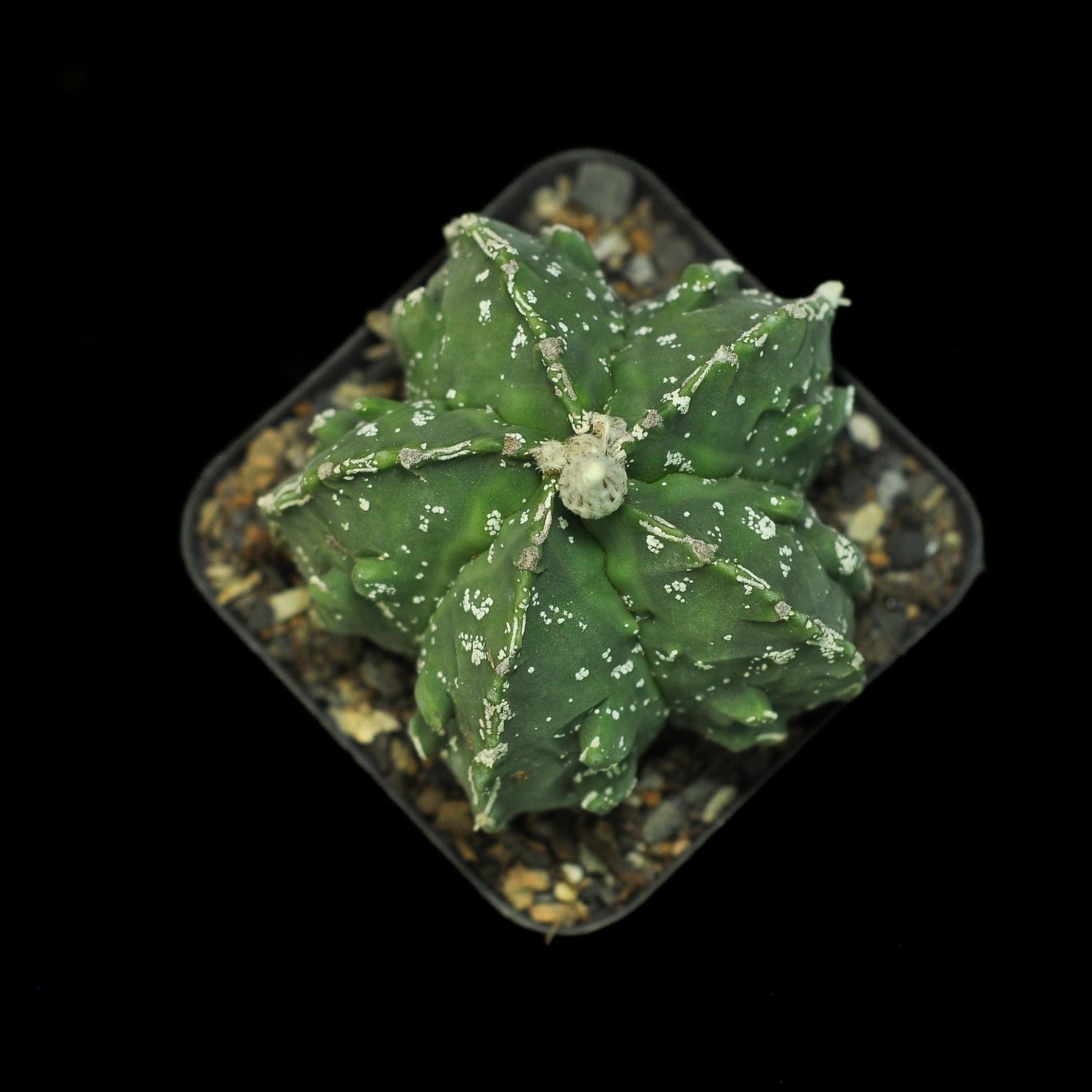 Astrophytum myriostigma nudum cv. 'Fukuryu'